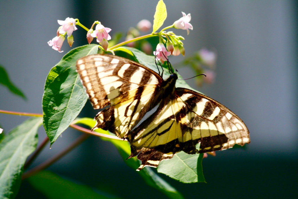 A beautiful Eastern Tiger Swallowtail
