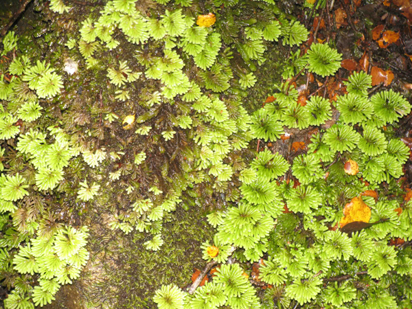 Moss “Garden” - This one is in New Zealand but we have ones like it here.