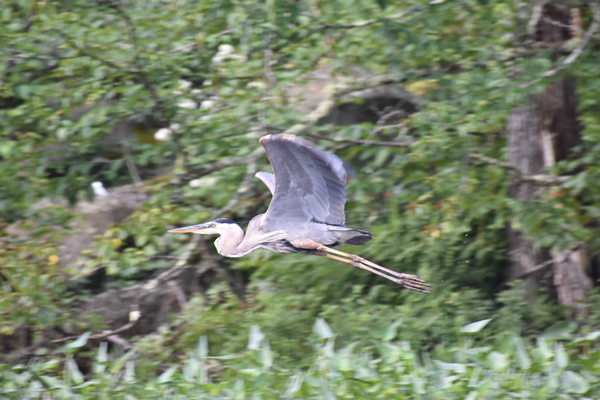 Great Blue Heron Flying Over Upper Baker Pond (Will Ackerman)
