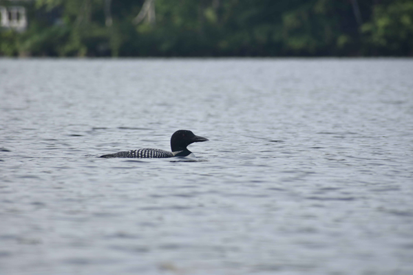 Common Loon, One of Two Seen on Upper Baker Pond During the Annual Loon Count (Will Ackerman)