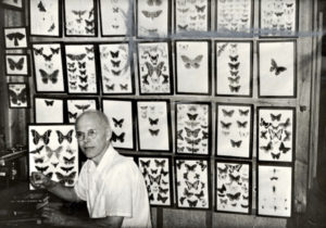 Clarence Dike with the boys' butterfly and moths collections on the wall. Note the cut-off bird wings at the top left. A bit gruesome, but that’s what they did in the 1930’s.